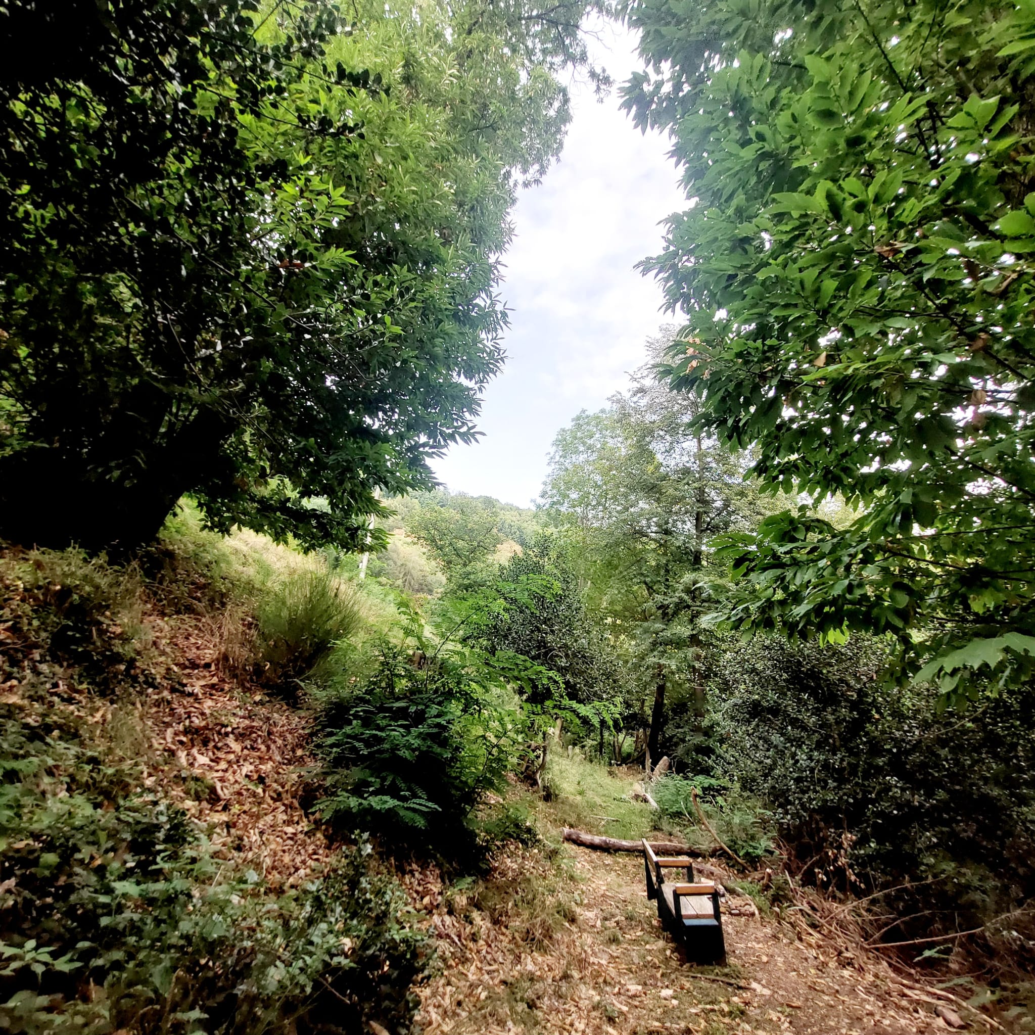 Bosco di Aranno, punto di sosta e prima attivazione di Communio